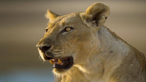 Behind the Scenes with Bertie - Lions